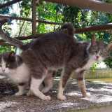 ...mi prendo quotidianamente cura di venti quattrozampe che vivono tra le aiuole e l�orto�